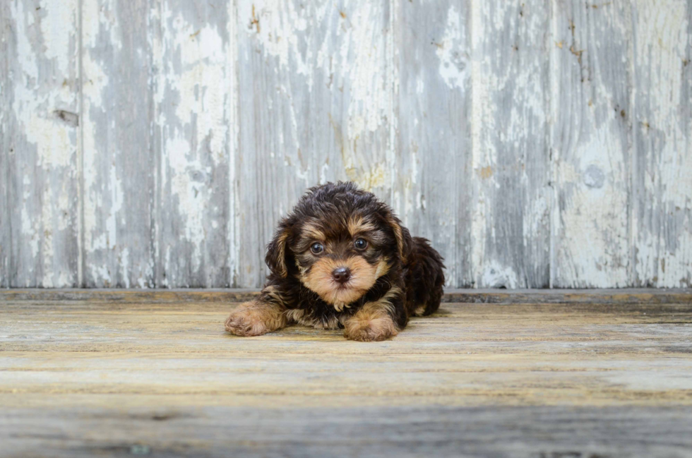 Little Yorkie Doodle Poodle Mix Puppy