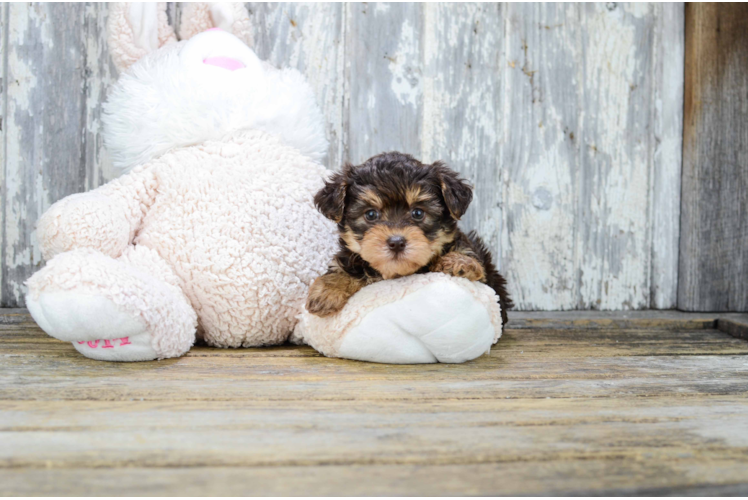 Yorkie Poo Puppy for Adoption