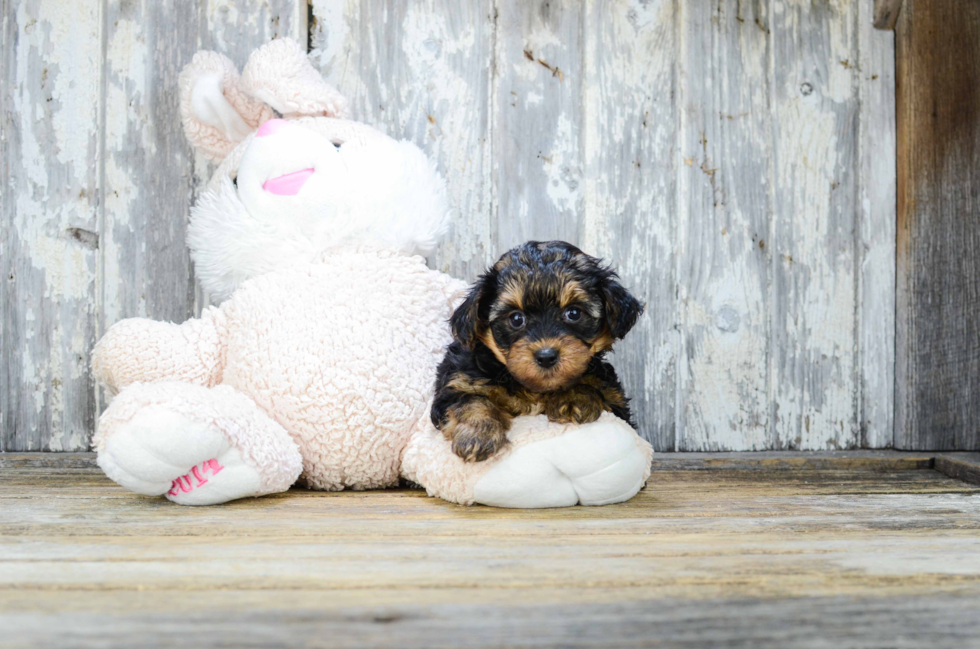 Yorkie Poo Puppy for Adoption