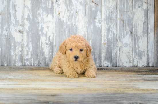 Cavapoo Puppy for Adoption