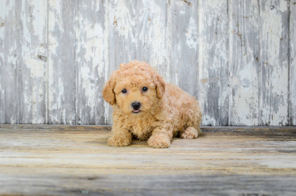 Playful Cavoodle Poodle Mix Puppy