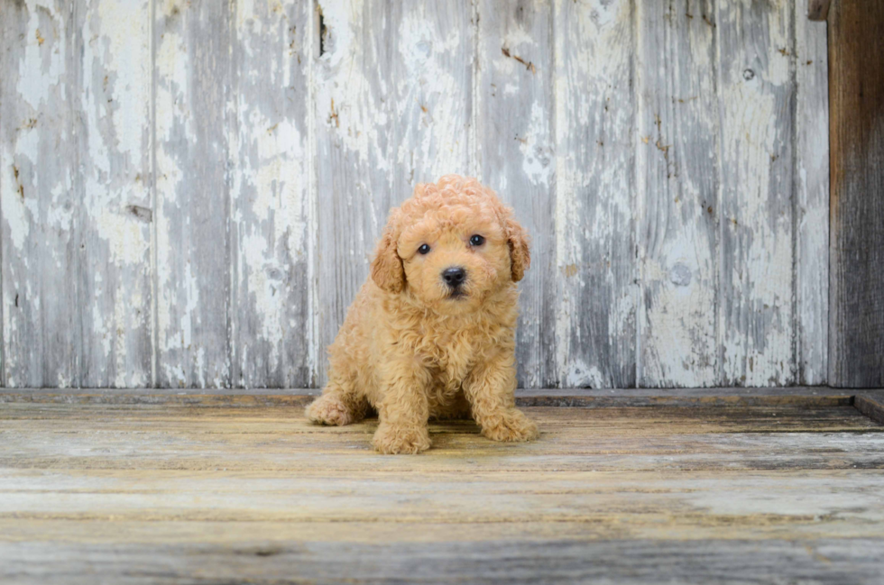 Playful Cavoodle Poodle Mix Puppy