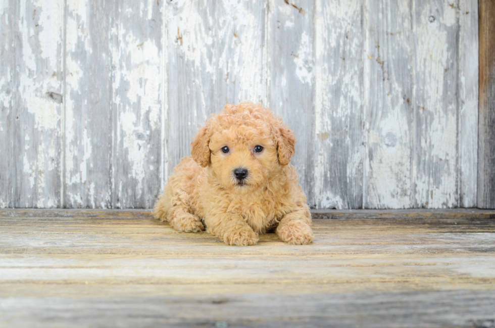 Cavapoo Pup Being Cute