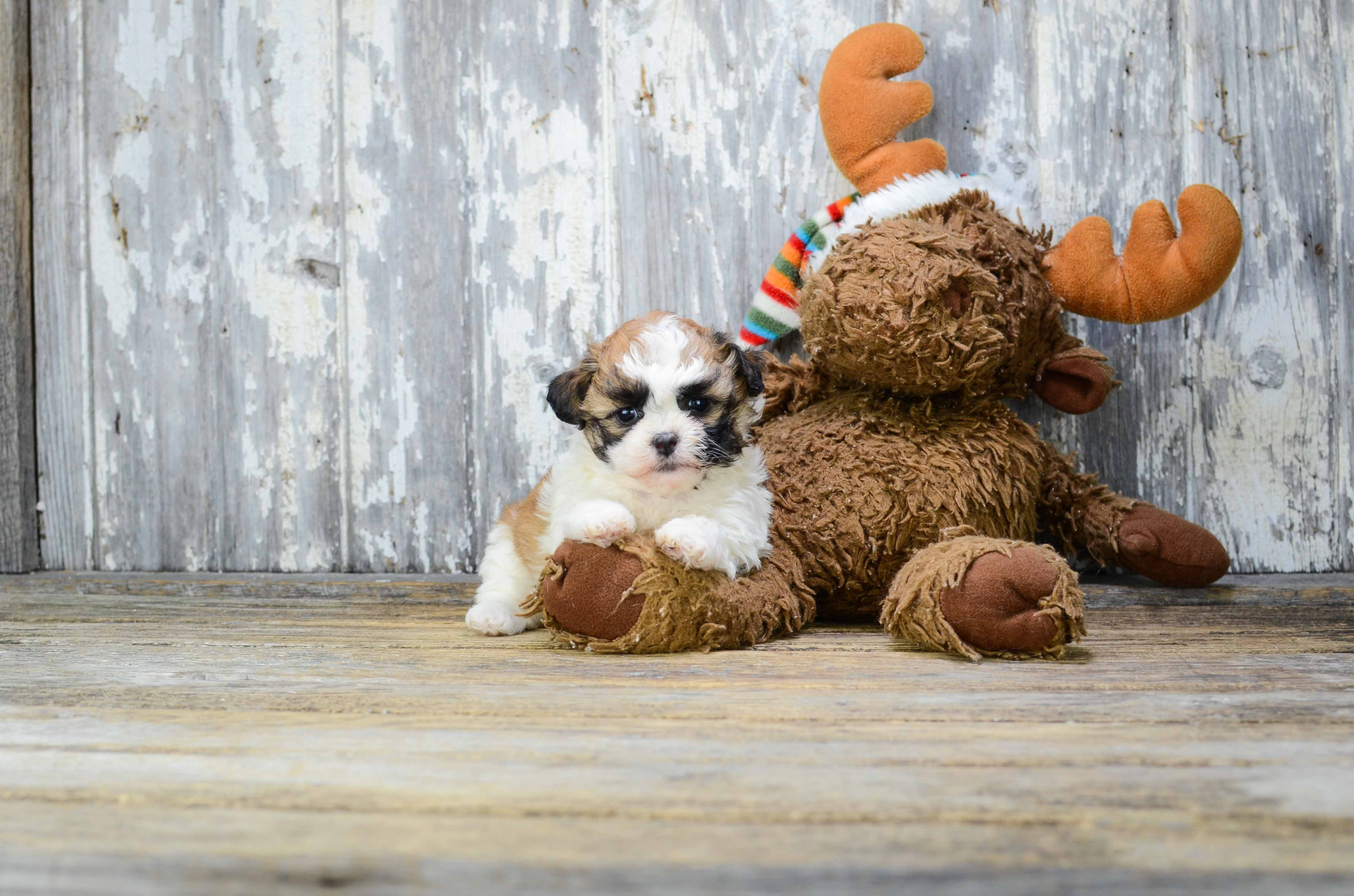 Petite Teddy Bear Designer Pup