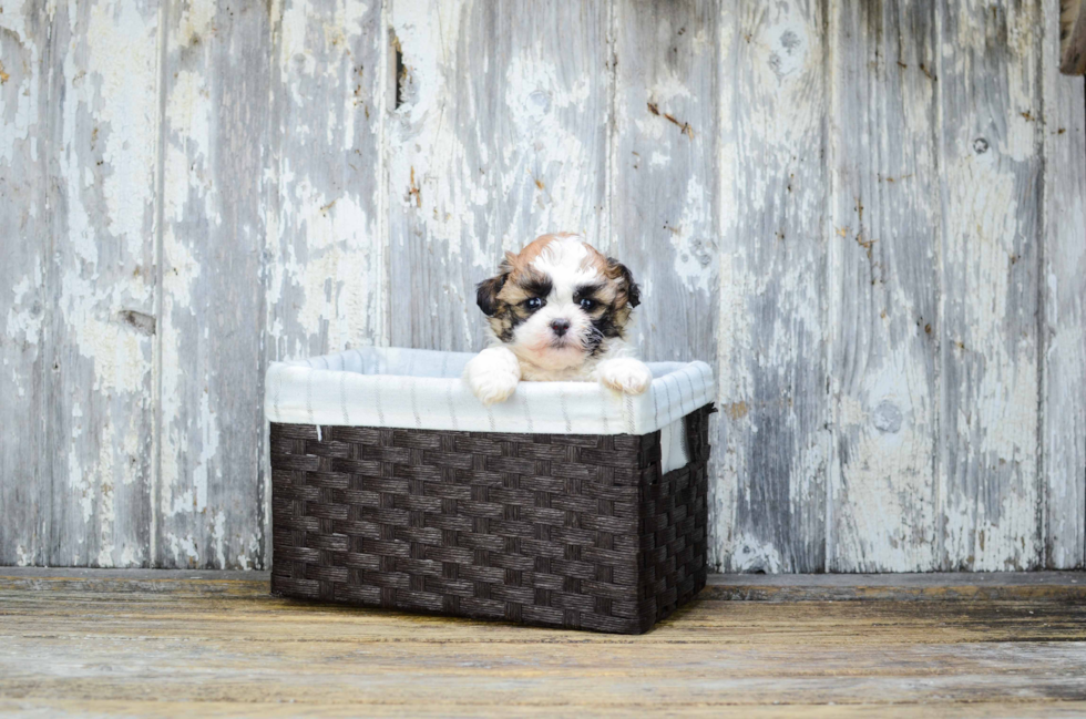 Teddy Bear Pup Being Cute