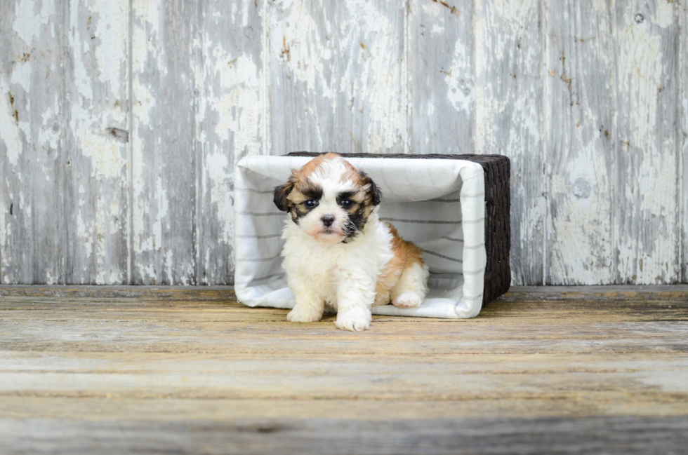 Teddy Bear Pup Being Cute