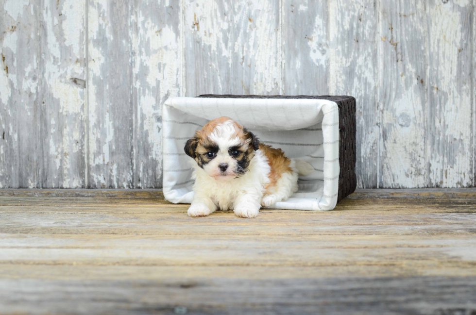 Teddy Bear Pup Being Cute