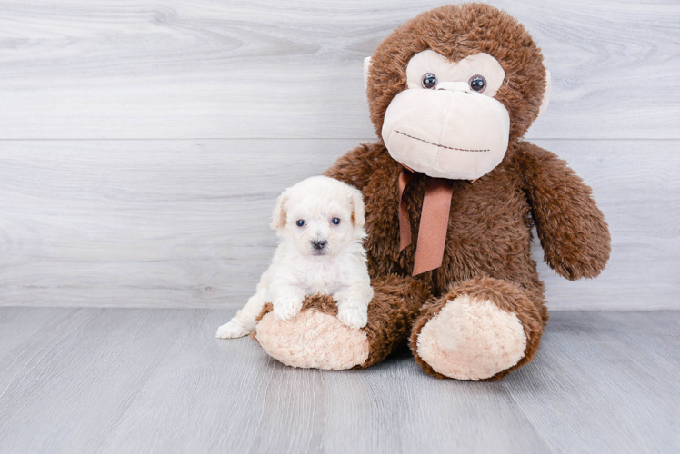 Adorable Maltepoo Poodle Mix Puppy