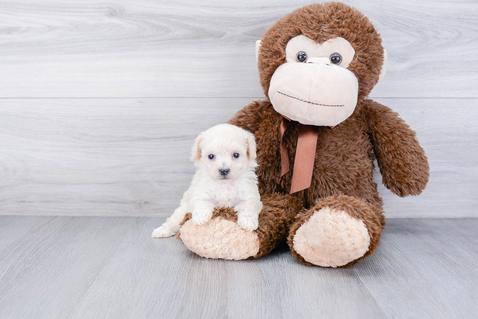 Adorable Maltepoo Poodle Mix Puppy