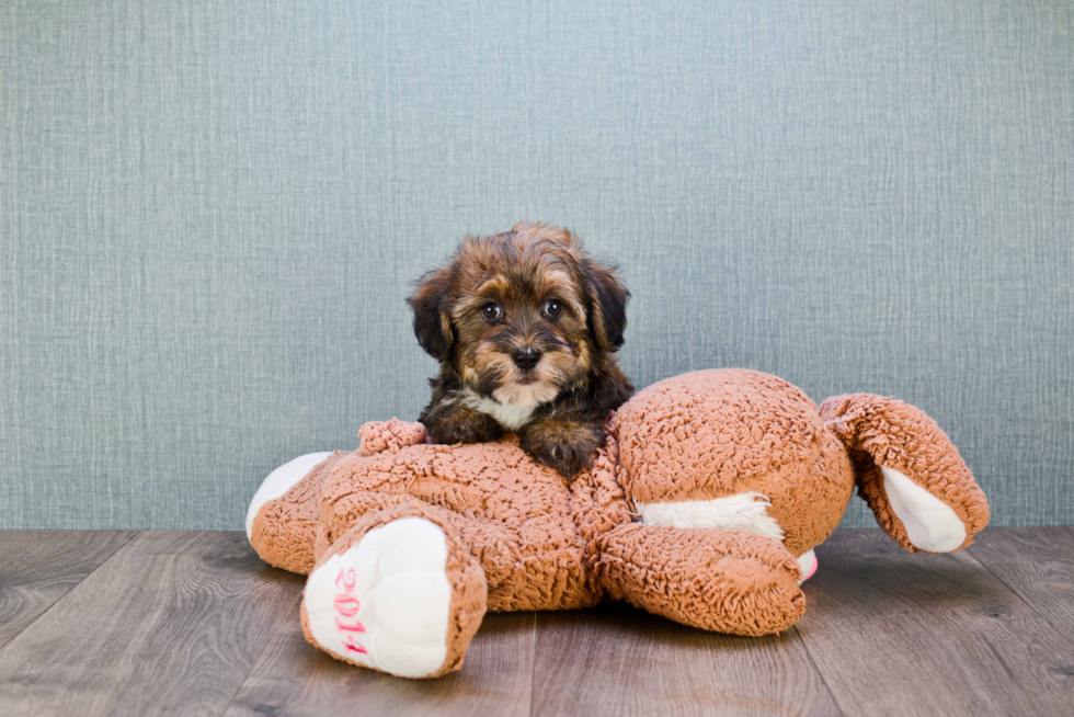 Havanese Pup Being Cute