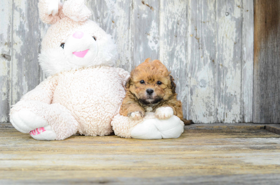 Friendly Teddy Bear Baby