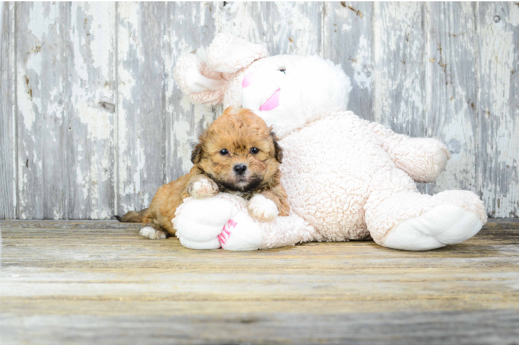 Sweet Teddy Bear Baby