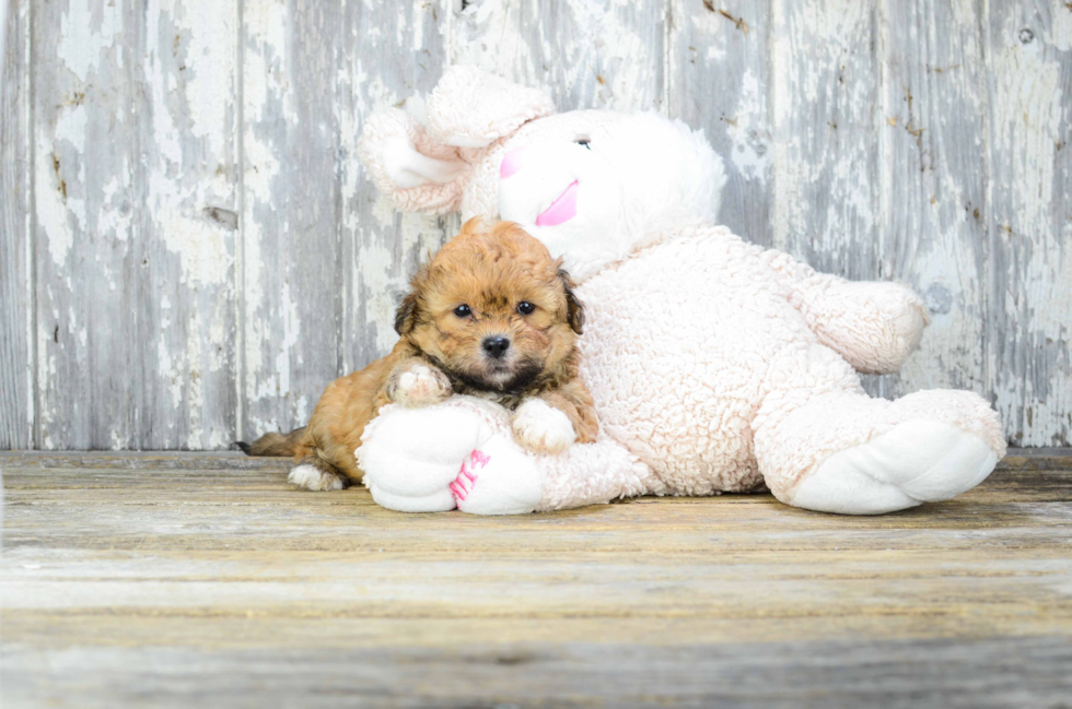 Sweet Teddy Bear Baby