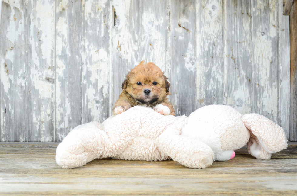 Teddy Bear Pup Being Cute