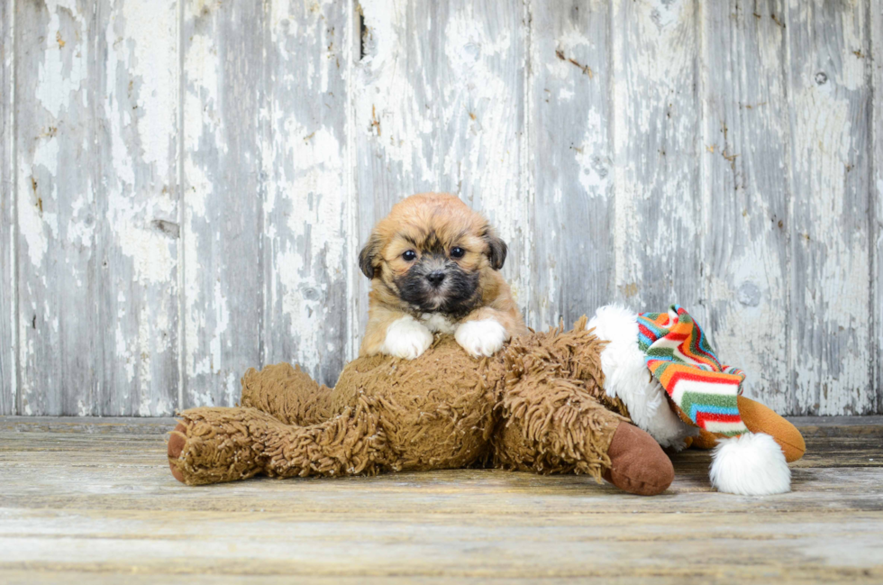 Teddy Bear Pup Being Cute