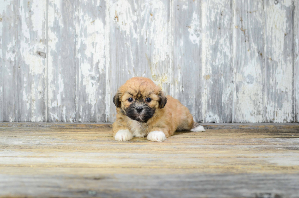 Teddy Bear Pup Being Cute