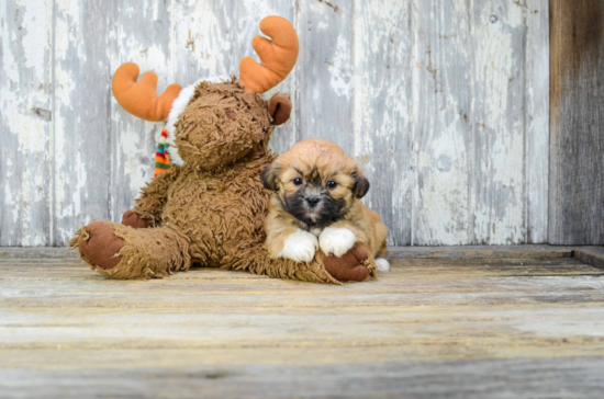 Smart Teddy Bear Designer Pup