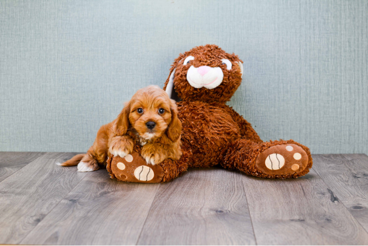 Funny Mini Goldendoodle Poodle Mix Pup