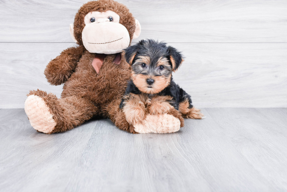 Meet Roscoe - our Yorkshire Terrier Puppy Photo 