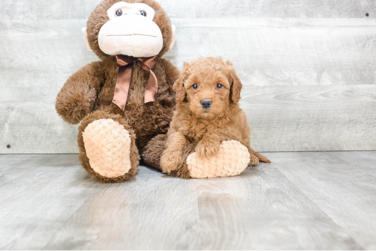 Mini Goldendoodle Puppy for Adoption