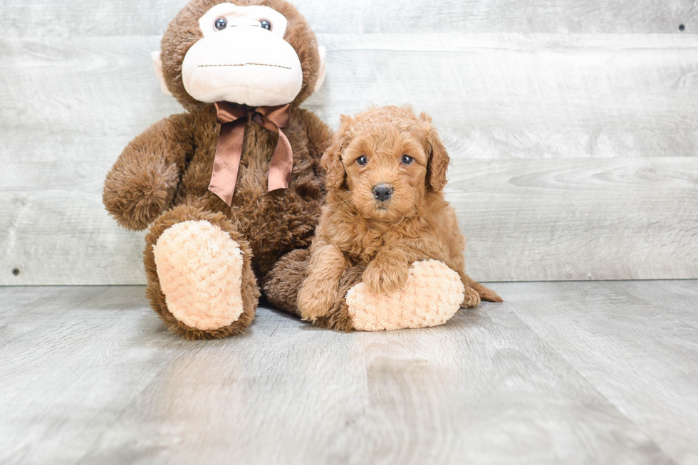 Mini Goldendoodle Puppy for Adoption