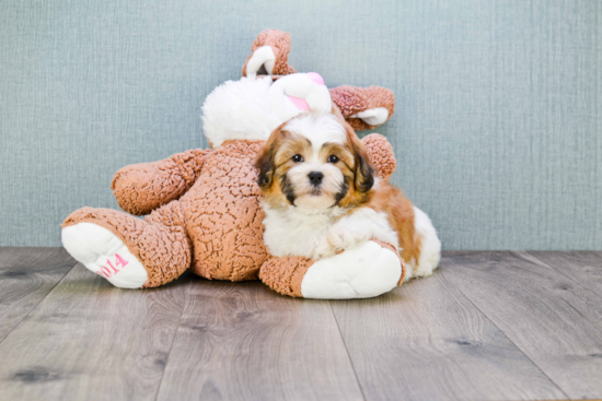 Teddy Bear Pup Being Cute