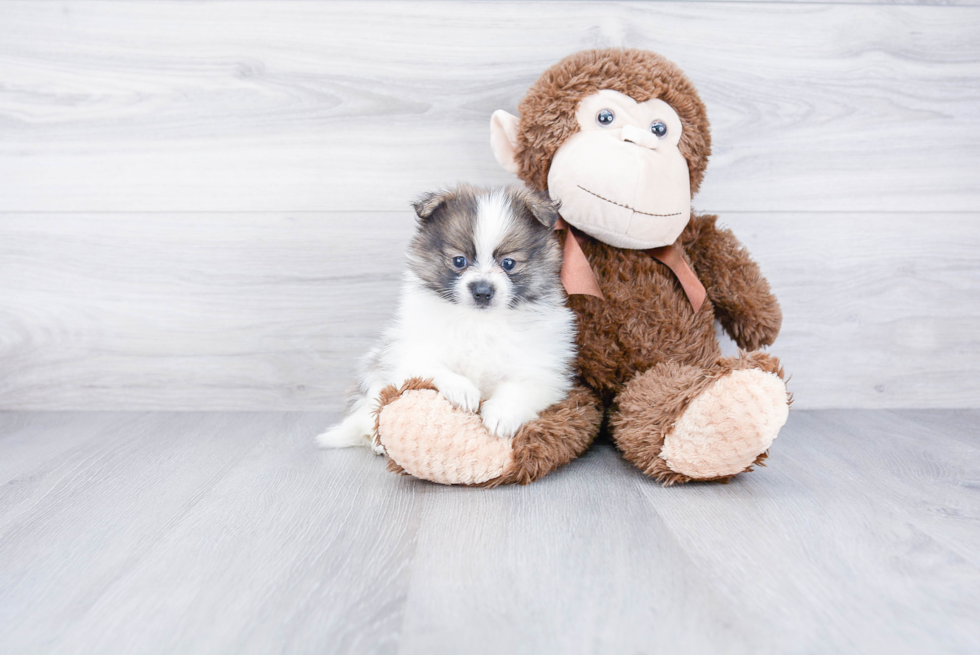 Petite Pomeranian Purebred Puppy