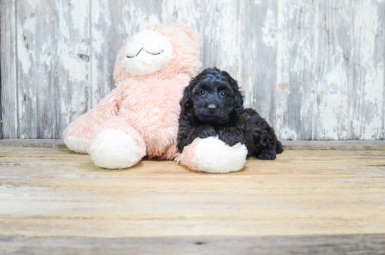 Best Cavapoo Baby