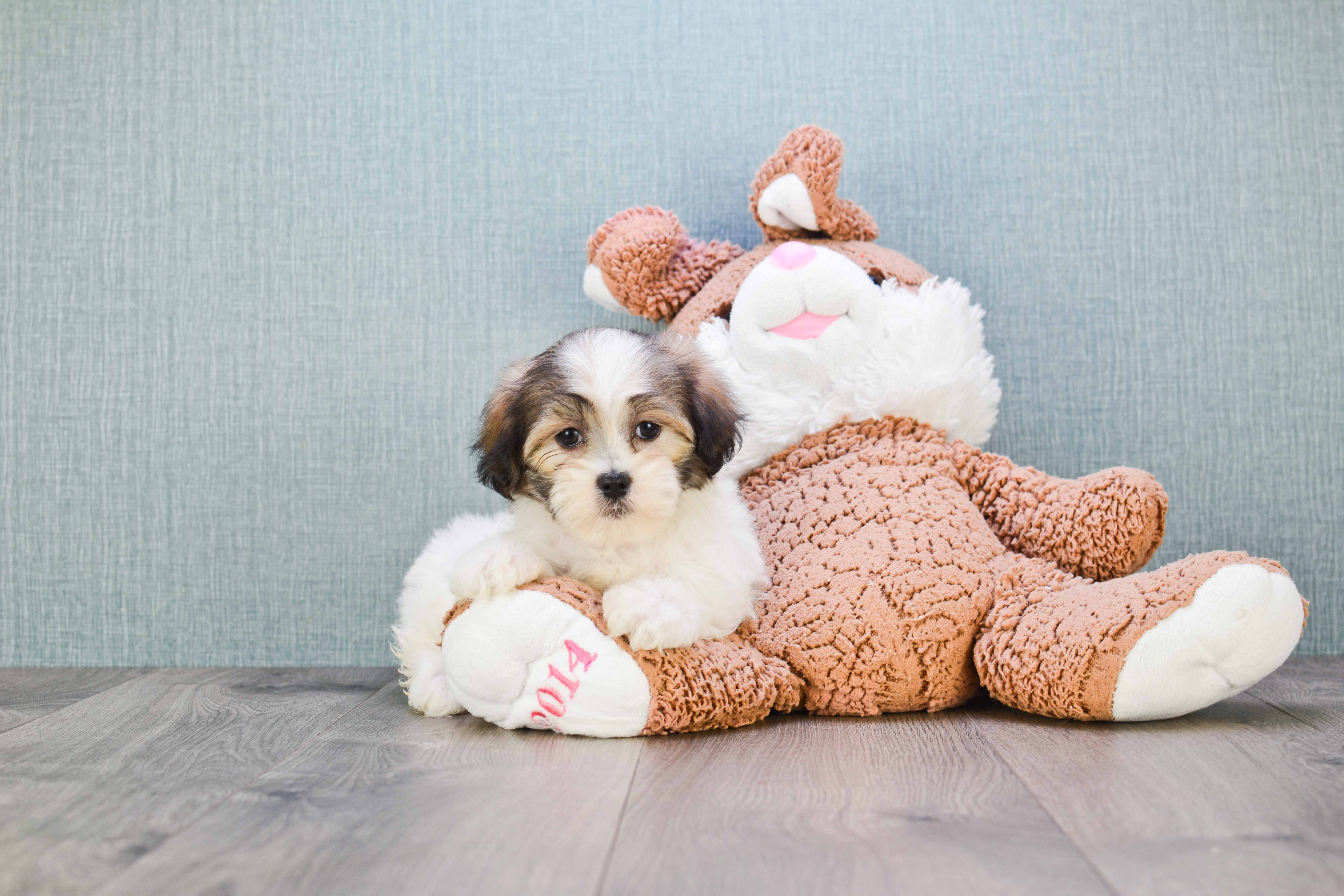 Happy Teddy Bear Baby