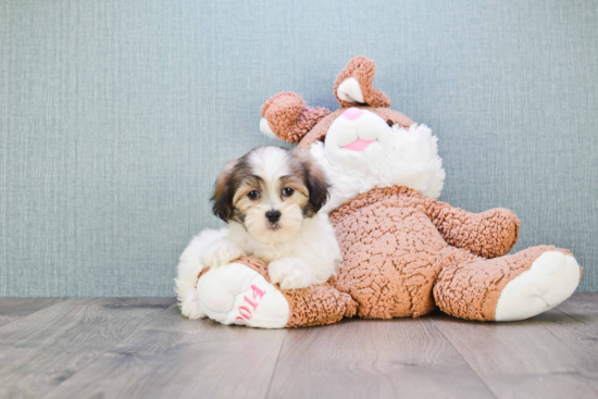 Happy Teddy Bear Baby