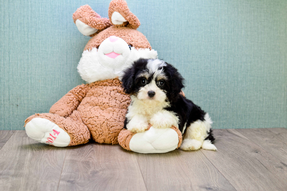 Funny Cavachon Designer Pup