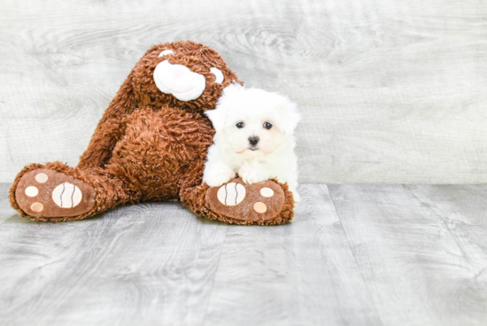 Cute Maltese Purebred Puppy