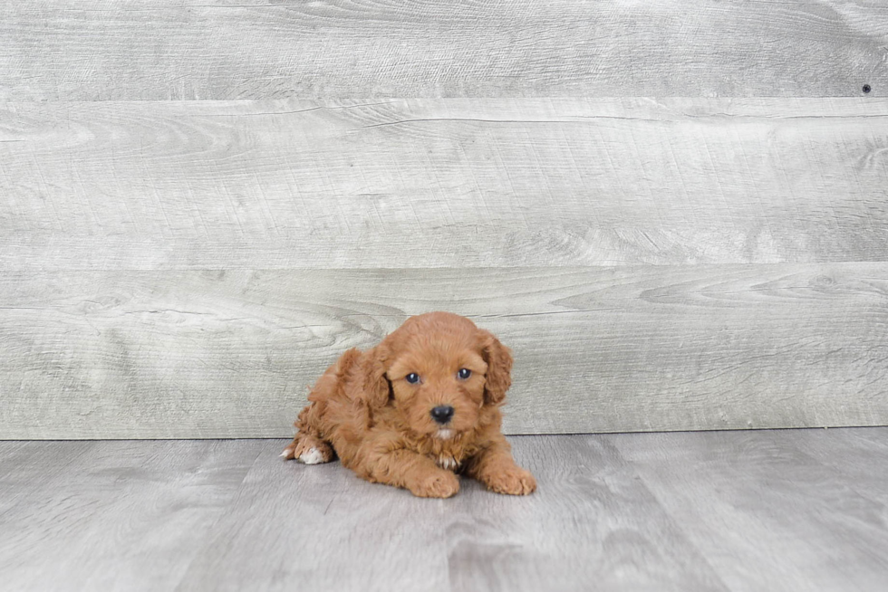 Hypoallergenic Cavoodle Poodle Mix Puppy