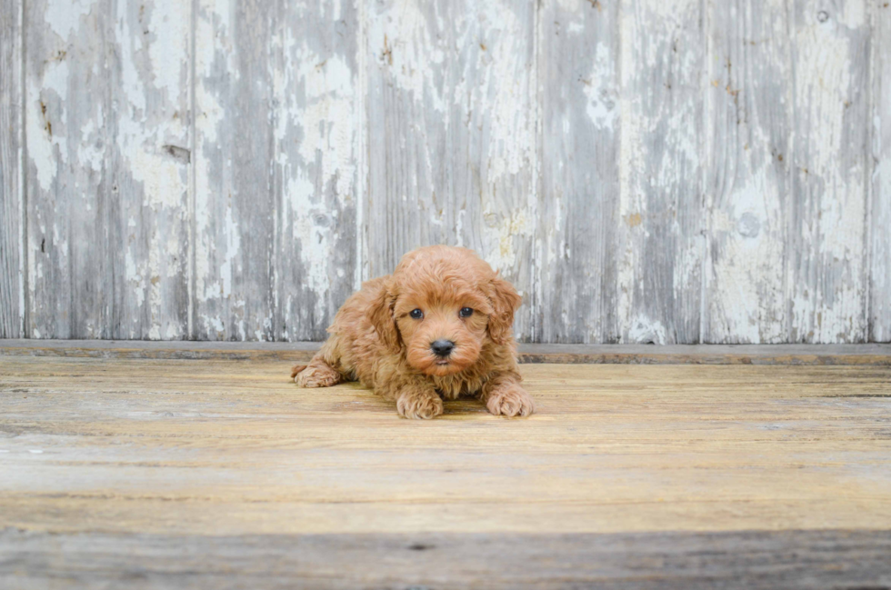 Cavapoo Puppy for Adoption