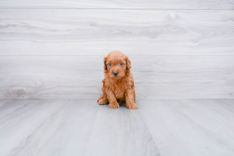 Best Mini Goldendoodle Baby