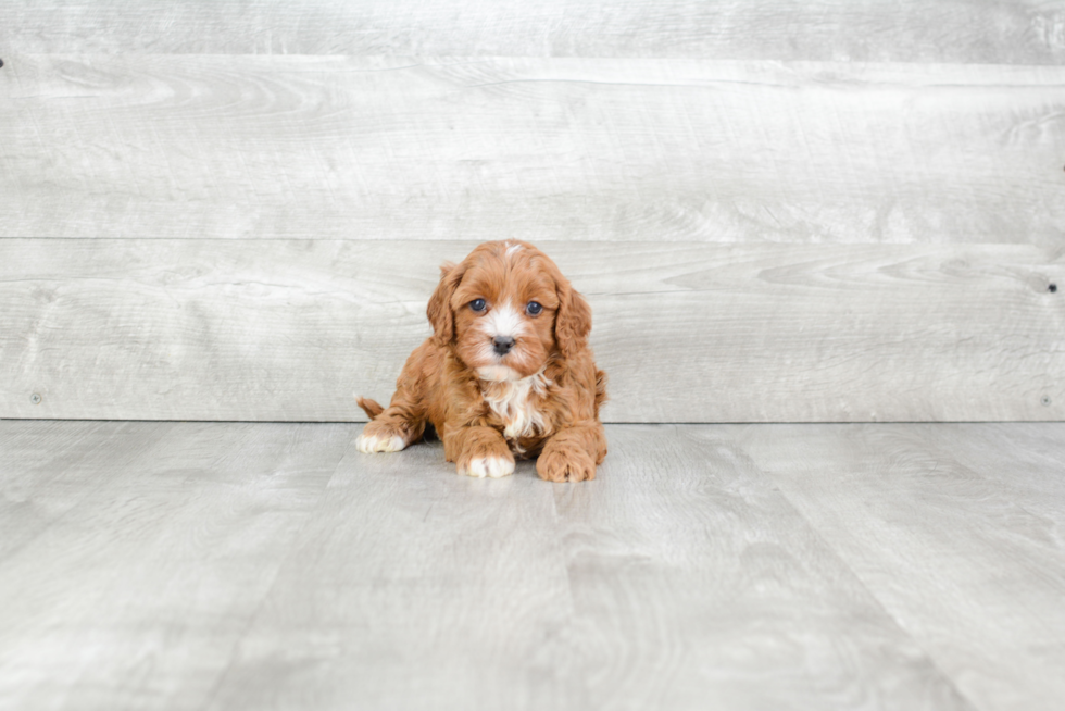 Best Cavapoo Baby