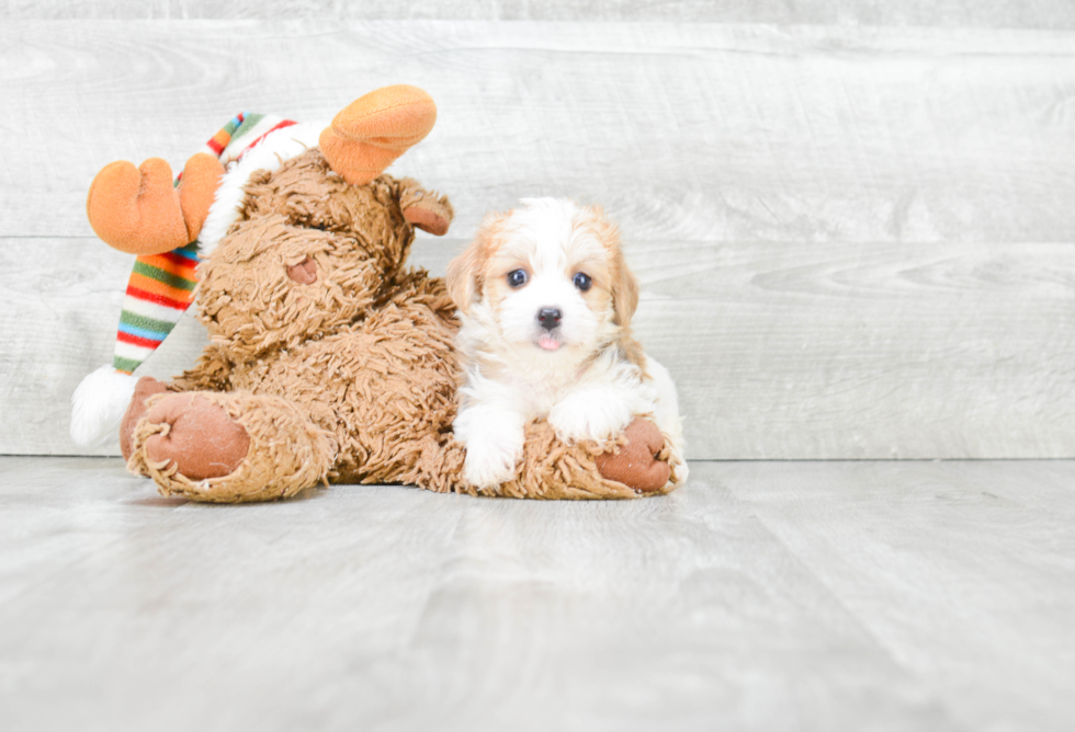 Sweet Morkie Baby