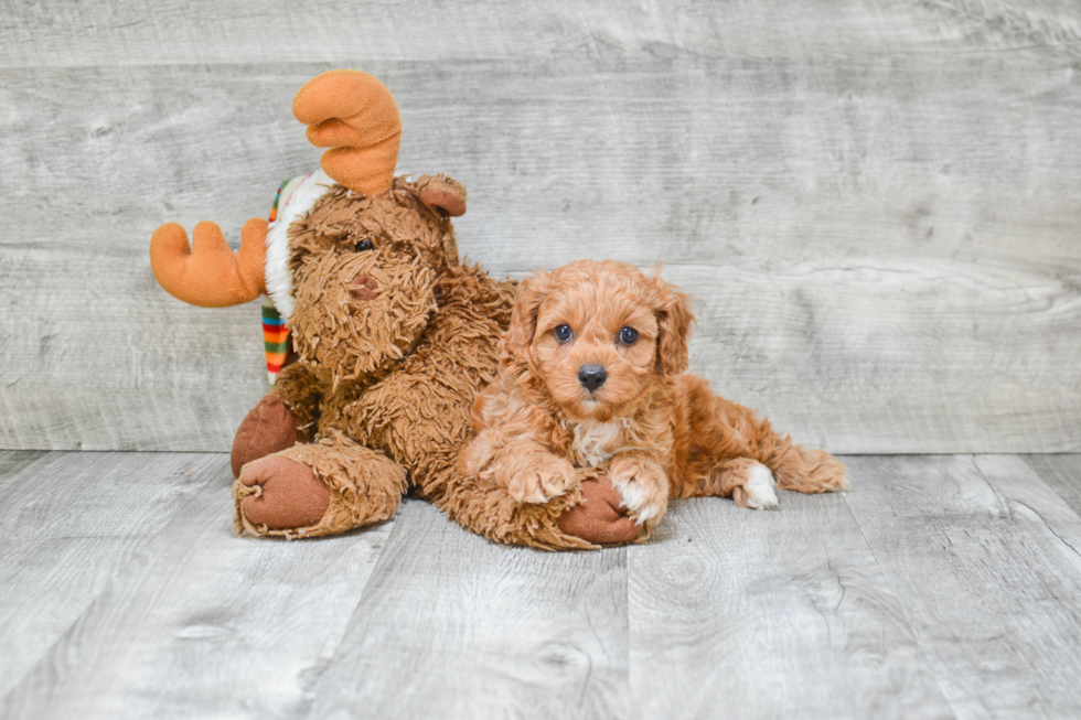 Smart Cavapoo Poodle Mix Pup