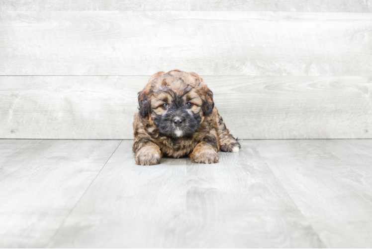 Funny Mini Bernedoodle Poodle Mix Pup