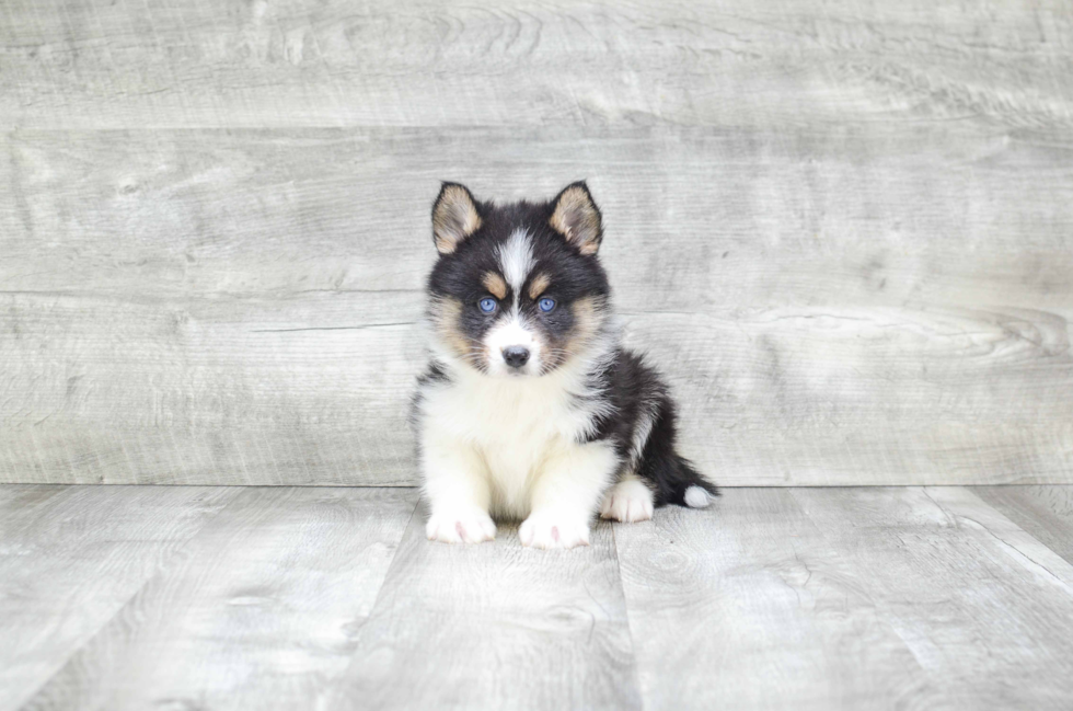 Petite Pomsky Designer Pup