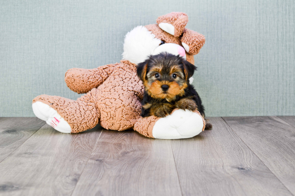 Meet Bronze - our Yorkshire Terrier Puppy Photo 