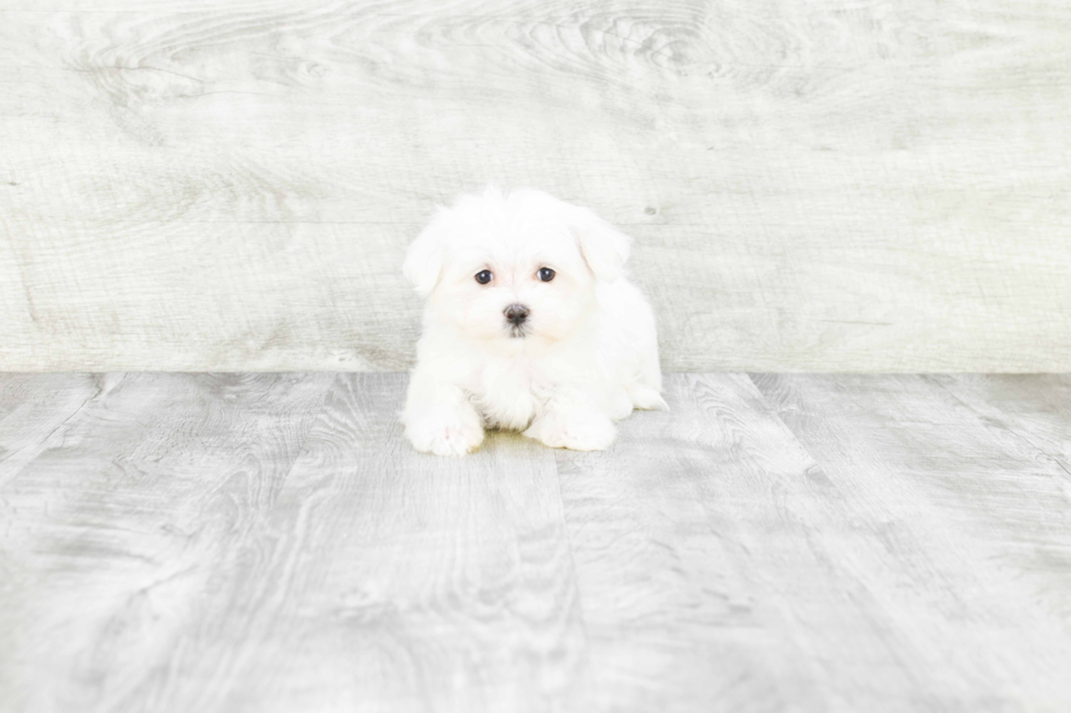 Maltese Puppy for Adoption