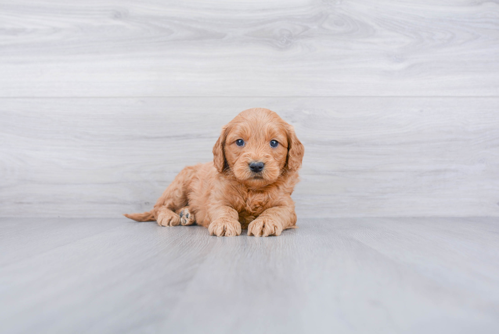 Best Mini Goldendoodle Baby