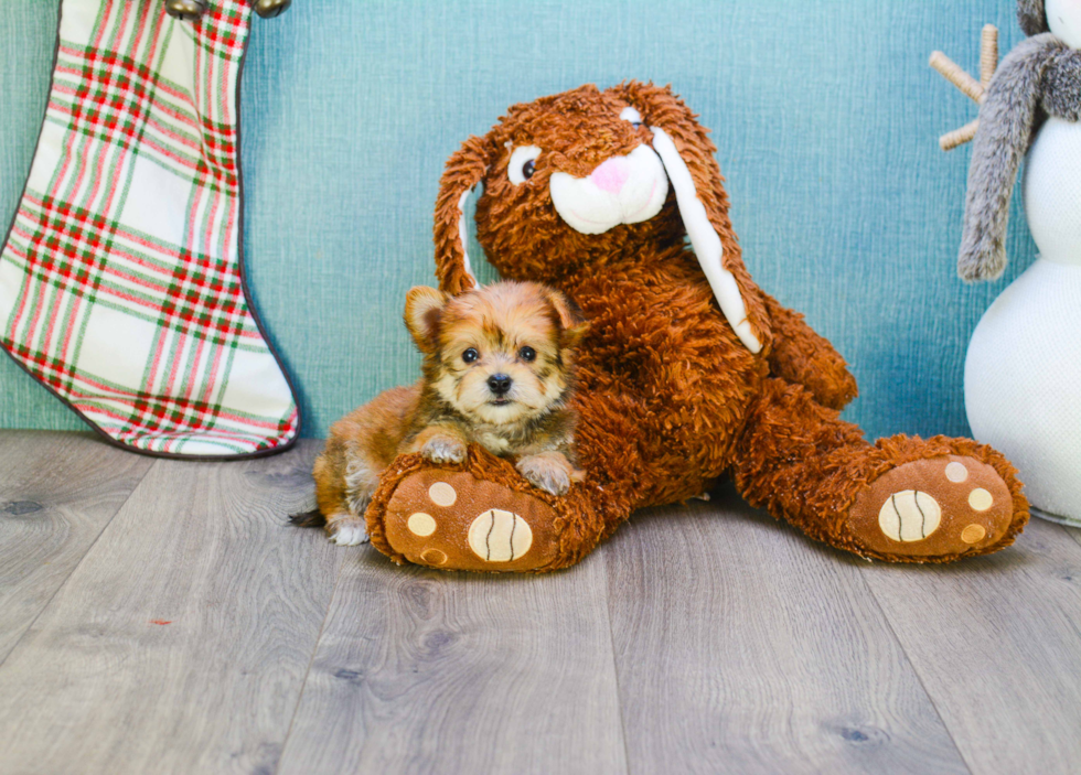 Happy Morkie Baby