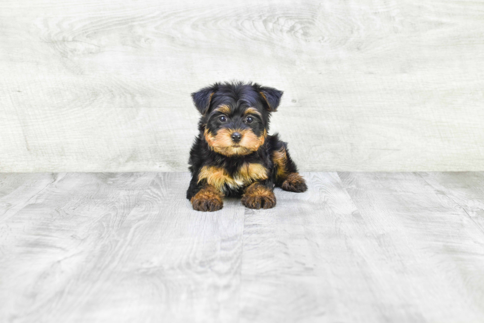 Meet Zoro - our Yorkshire Terrier Puppy Photo 