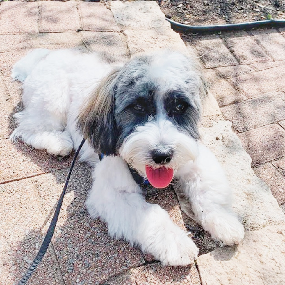 Small Havanese Pup