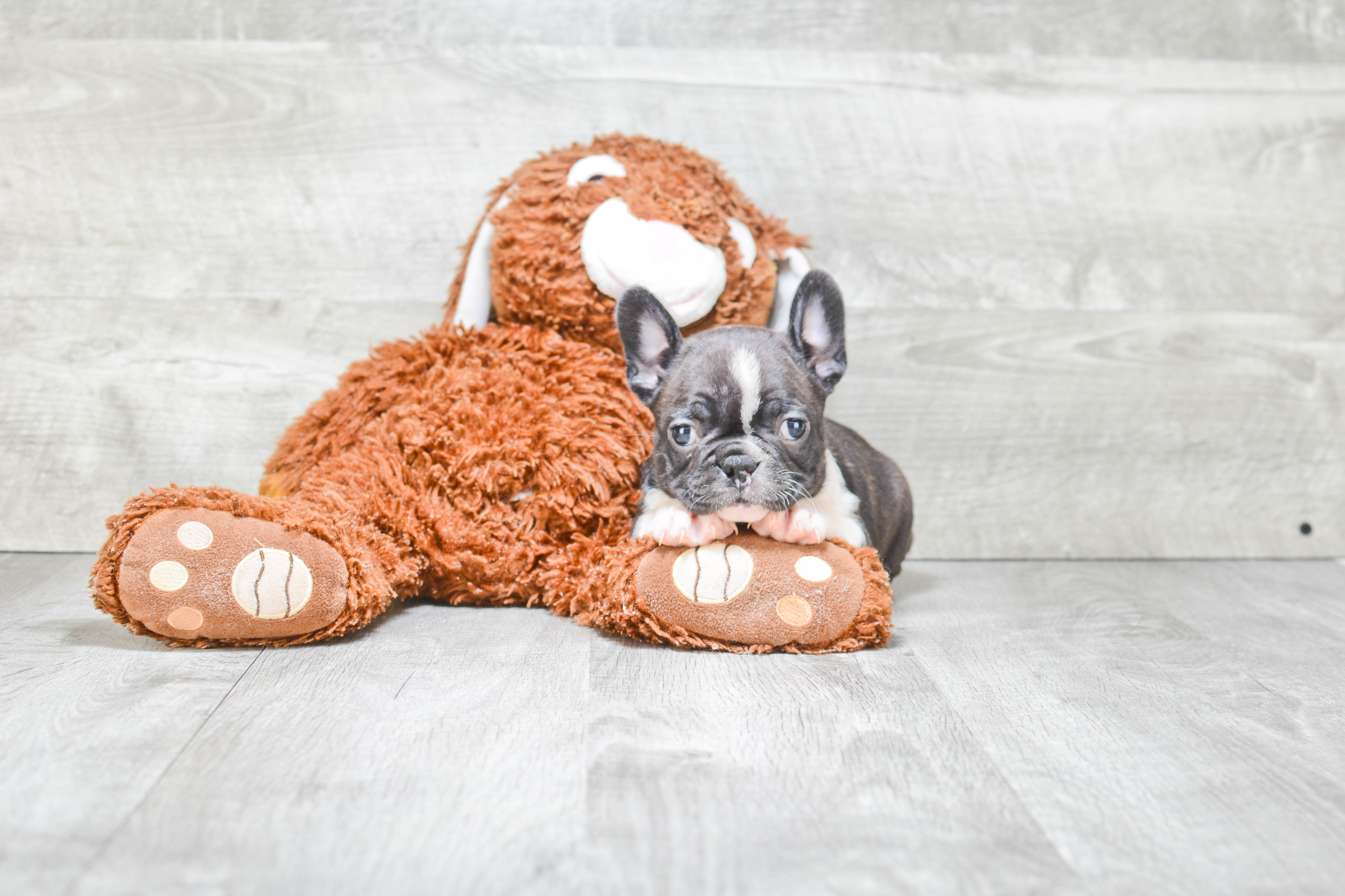 Sweet Frenchie Purebred Puppy