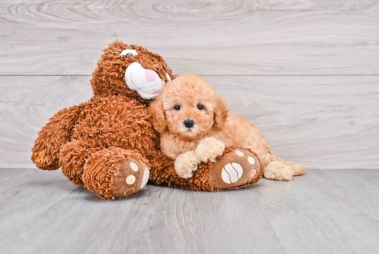 Energetic Golden Retriever Poodle Mix Puppy