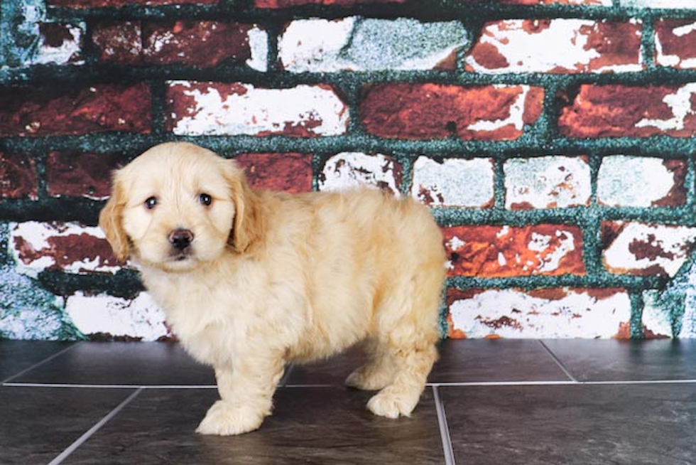 Adorable Golden Retriever Poodle Mix Puppy