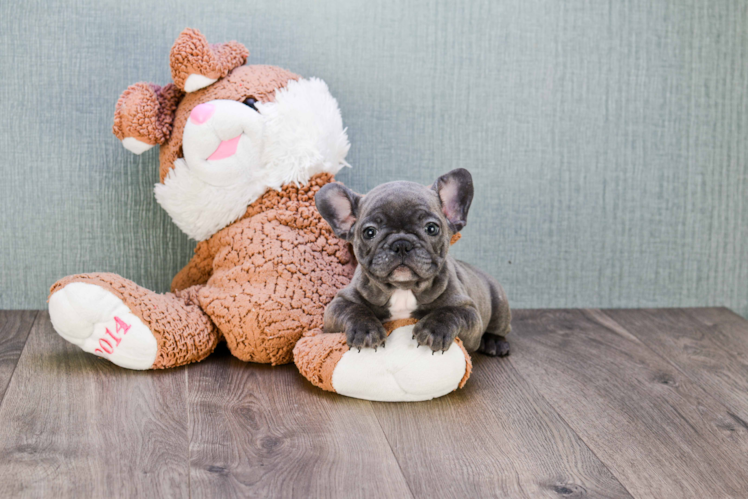 Small French Bulldog Purebred Pup